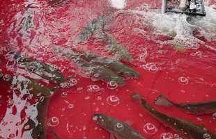 Several fish in a Redfish Holding Tank